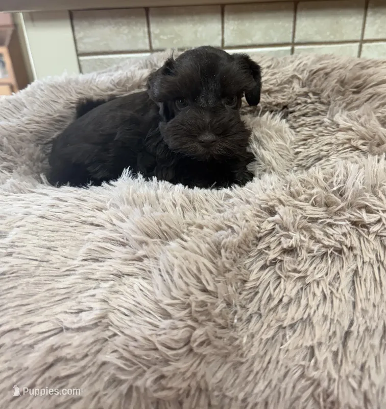Sassafrass – Miniature Schnauzer puppy for sale in Telephone, TX