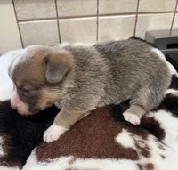 solo, a male Pembroke Welsh Corgi for sale in Telephone, TX – 3 of 4