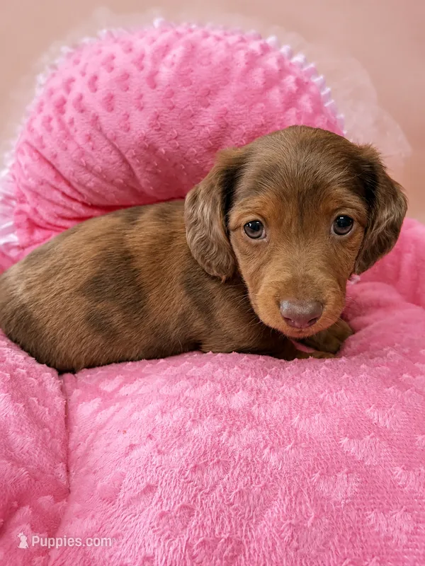 Madison – Miniature Dachshund puppy for sale in Telephone, TX