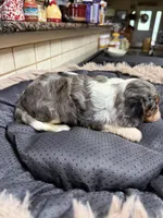 Claire, a female Cavalier King Charles Spaniel for sale in Telephone, TX – Photo 3 of 3