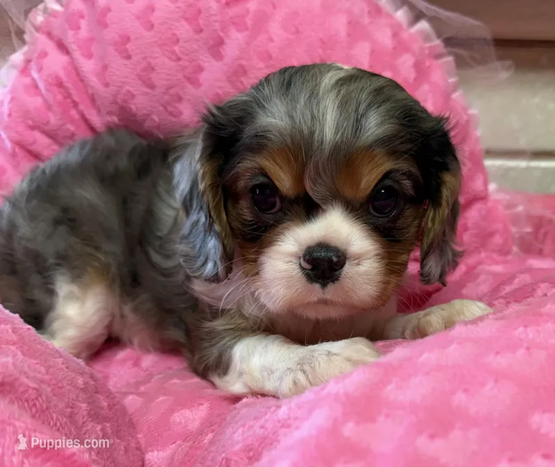 Claire – Cavalier King Charles Spaniel puppy for sale in Telephone, TX