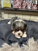 Claire, a female Cavalier King Charles Spaniel for sale in Telephone, TX – Photo 1 of 3