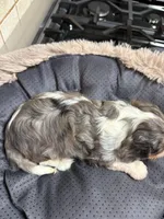 Claire, a female Cavalier King Charles Spaniel for sale in Telephone, TX – Photo 2 of 3