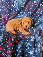 calvin, a male Poodle - Toy  for sale in Telephone, TX – 2 of 2