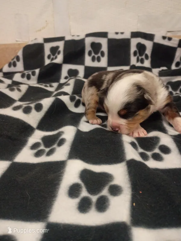 Alvin – Toy Australian Shepherd puppy for sale in Telephone, TX