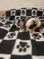 Alvin, a male Toy Australian Shepherd for sale in Telephone, TX – 1 of 3