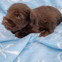 douglas, a male Miniature Schnauzer for sale in Telephone, TX – Photo 3 of 4