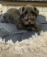 douglas, a male Miniature Schnauzer for sale in Telephone, TX – Photo 1 of 4