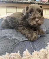 douglas, a male Miniature Schnauzer for sale in Telephone, TX – Photo 2 of 4