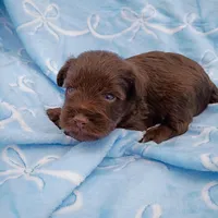 douglas, a male Miniature Schnauzer for sale in Telephone, TX – Photo 4 of 4