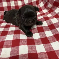 Archie , a male Shih Tzu for sale in Telephone, TX – Photo 5 of 5