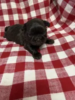 Archie , a male Shih Tzu for sale in Telephone, TX – Photo 2 of 3