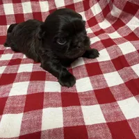 Archie , a male Shih Tzu for sale in Telephone, TX – Photo 3 of 5