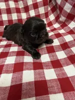 Archie , a male Shih Tzu for sale in Telephone, TX – Photo 1 of 3