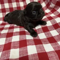 Archie , a male Shih Tzu for sale in Telephone, TX – Photo 4 of 5