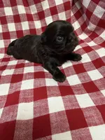 Archie , a male Shih Tzu for sale in Telephone, TX – Photo 3 of 3