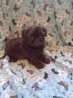Archie , a male Shih Tzu for sale in Telephone, TX – Photo 2 of 5