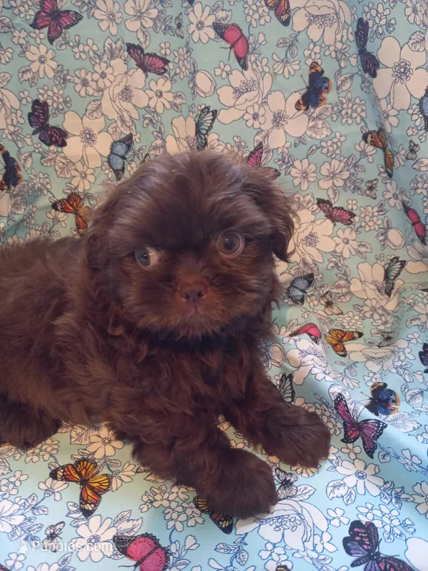 Archie  – Shih Tzu puppy for sale in Telephone, TX