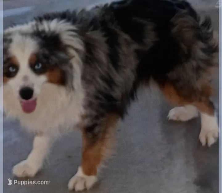 Hollywood – Toy Australian Shepherd puppy for sale in Telephone, TX