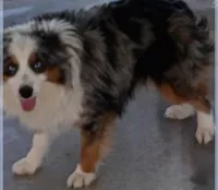 Hollywood, a male Toy Australian Shepherd for sale in Telephone, TX – 3 of 3