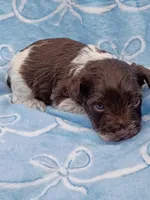 elmer, a male Miniature Schnauzer for sale in Telephone, TX – Photo 1 of 2