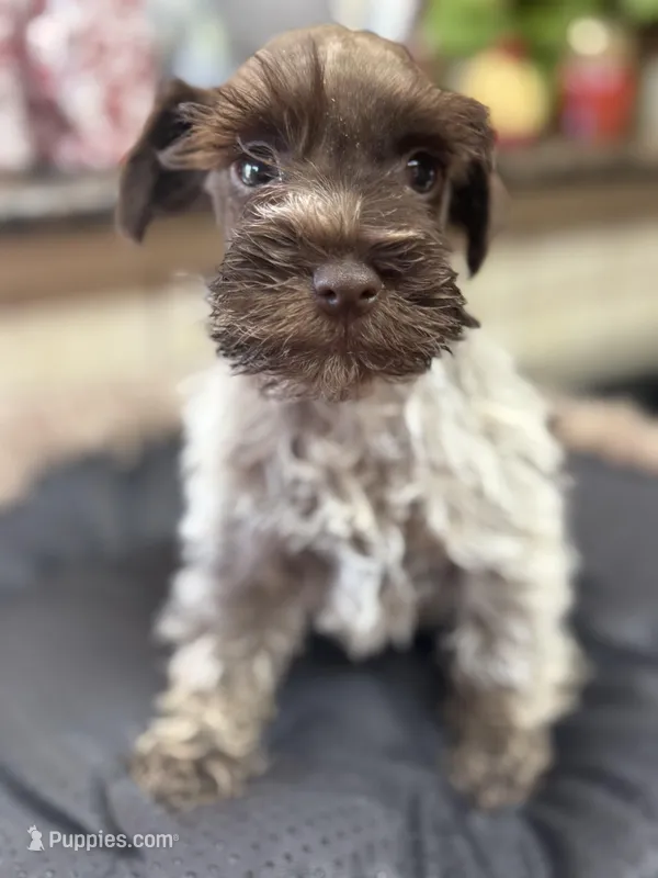 elmer – Miniature Schnauzer puppy for sale in Telephone, TX
