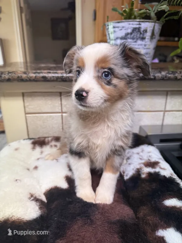 simon – Toy Australian Shepherd puppy for sale in Telephone, TX