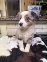 simon, a male Toy Australian Shepherd for sale in Telephone, TX – 1 of 5