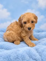 Blaze , a male Poodle - Toy  for sale in Telephone, TX – 1 of 1
