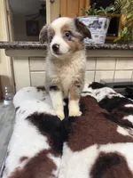 simon, a male Toy Australian Shepherd for sale in Telephone, TX – 2 of 5