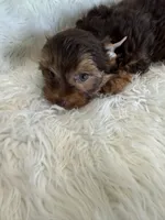 Marco, a male Yorkshire Terrier for sale in Telephone, TX – 2 of 3