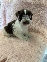 camellia , a female Miniature Schnauzer for sale in Telephone, TX – 1 of 3