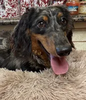 Lincoln, a male Miniature Dachshund for sale in Telephone, TX – 3 of 3