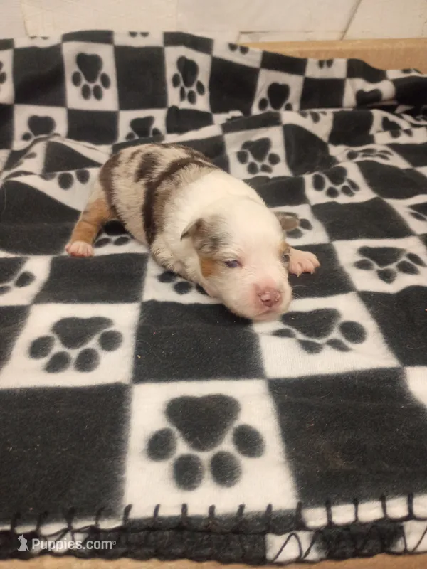 Elenor  – Toy Australian Shepherd puppy for sale in Telephone, TX