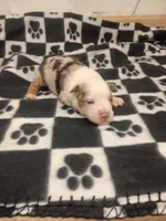 Elenor , a female Toy Australian Shepherd for sale in Telephone, TX – 1 of 3