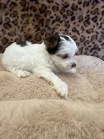 Reece, a male Yorkshire Terrier for sale in Telephone, TX – Photo 6 of 7