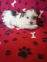 Reece, a male Yorkshire Terrier for sale in Telephone, TX – Photo 3 of 7