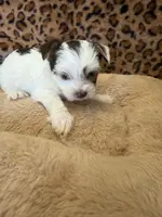 Reece, a male Yorkshire Terrier for sale in Telephone, TX – Photo 4 of 7