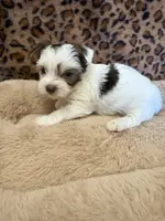 Reece, a male Yorkshire Terrier for sale in Telephone, TX – Photo 5 of 7