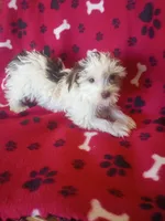 Reece, a male Yorkshire Terrier for sale in Telephone, TX – Photo 1 of 7