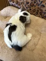 Reece, a male Yorkshire Terrier for sale in Telephone, TX – Photo 7 of 7