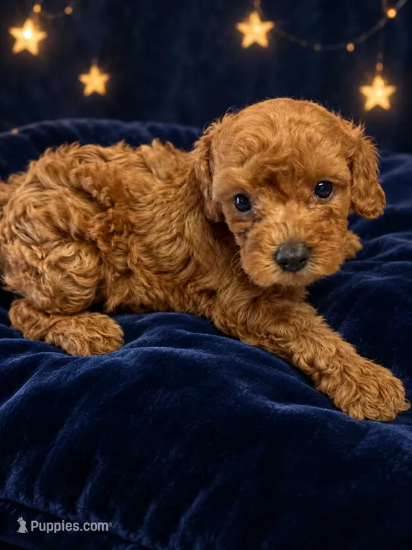 Bullet – Poodle - Toy  puppy for sale in Telephone, TX