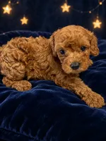 Bullet, a male Poodle - Toy  for sale in Telephone, TX – 1 of 1