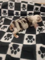 Elenor , a female Toy Australian Shepherd for sale in Telephone, TX – 3 of 3