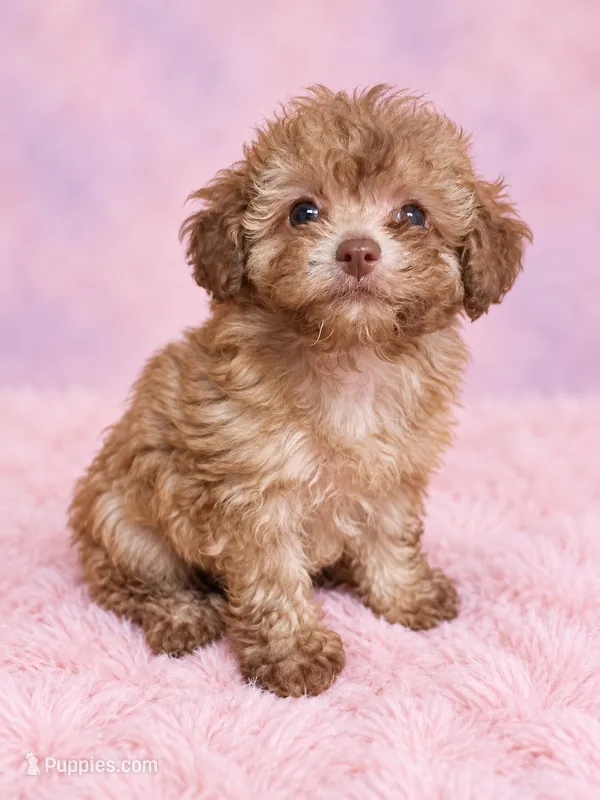 Delphine – Poodle - Toy  puppy for sale in Telephone, TX