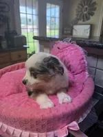 Elenor , a female Toy Australian Shepherd for sale in Telephone, TX – 3 of 7