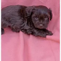 Willow, a female Miniature Schnauzer for sale in Telephone, TX – Photo 2 of 6