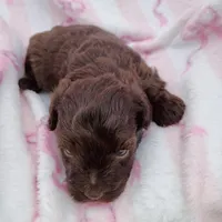 Willow, a female Miniature Schnauzer for sale in Telephone, TX – Photo 3 of 6