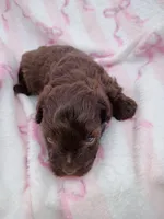 Willow, a female Miniature Schnauzer for sale in Telephone, TX – Photo 1 of 2