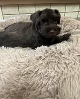 Willow, a female Miniature Schnauzer for sale in Telephone, TX – Photo 6 of 6